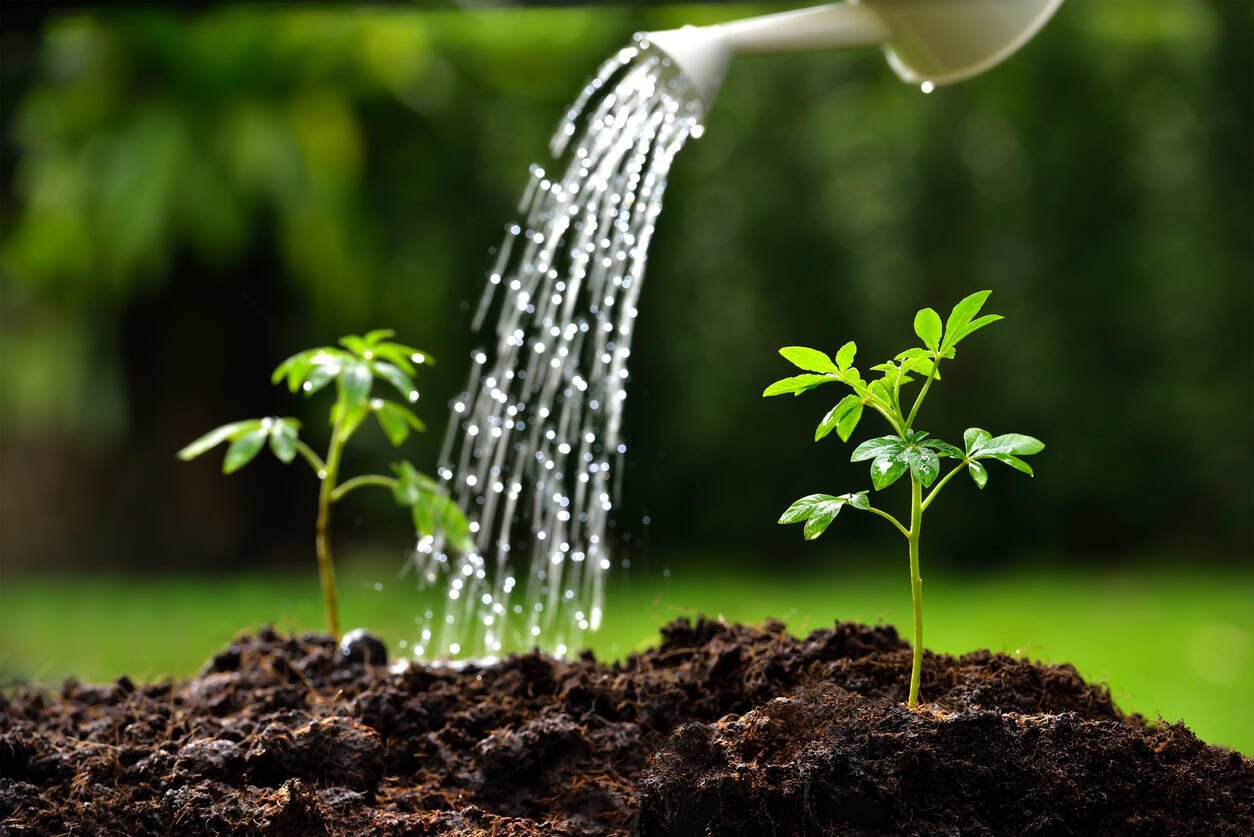 safe-for-plants