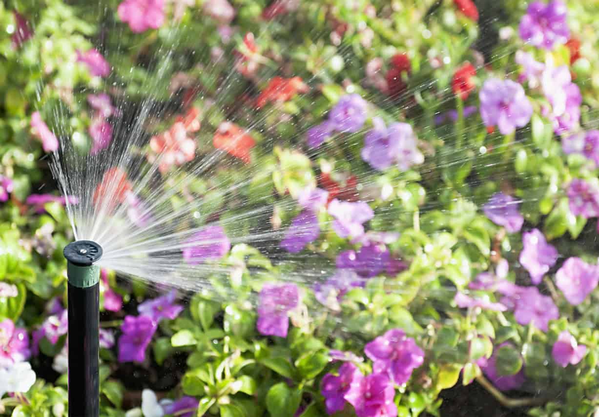 An automatic sprinkler watering a flowerbed.